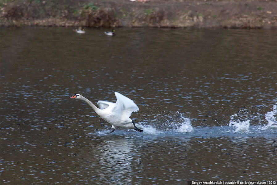 Черные лебеди Черные лебеди