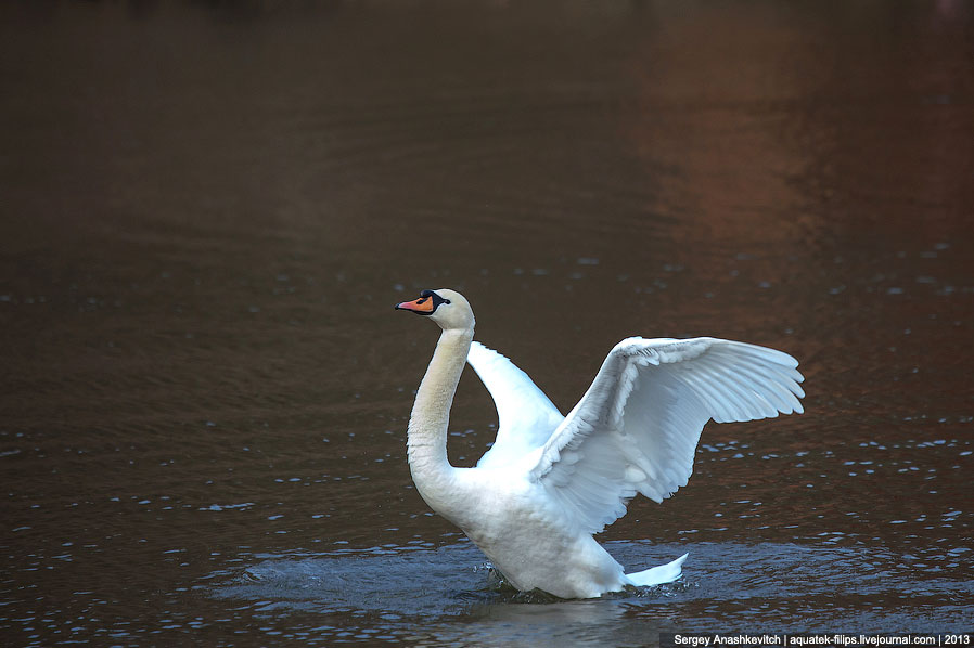 Черные лебеди Черные лебеди