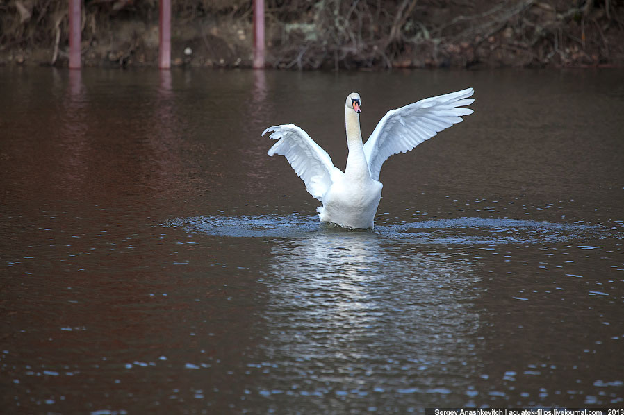 Черные лебеди Черные лебеди