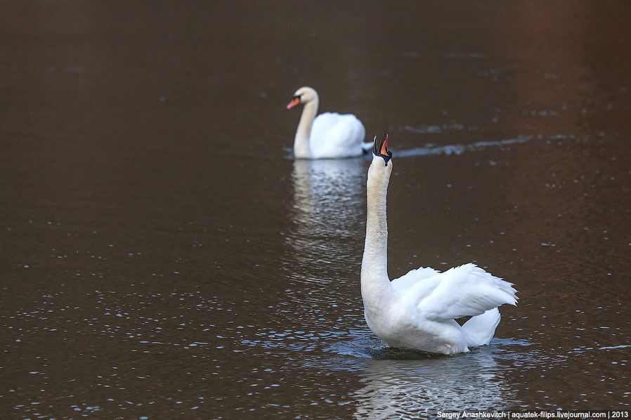 Черные лебеди Черные лебеди