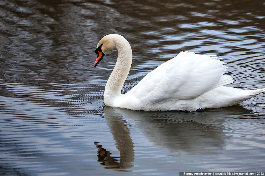 Черные лебеди Черные лебеди