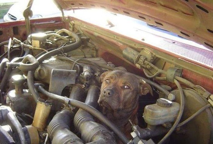 Авто-юмор. Часть 11 (40 фото)