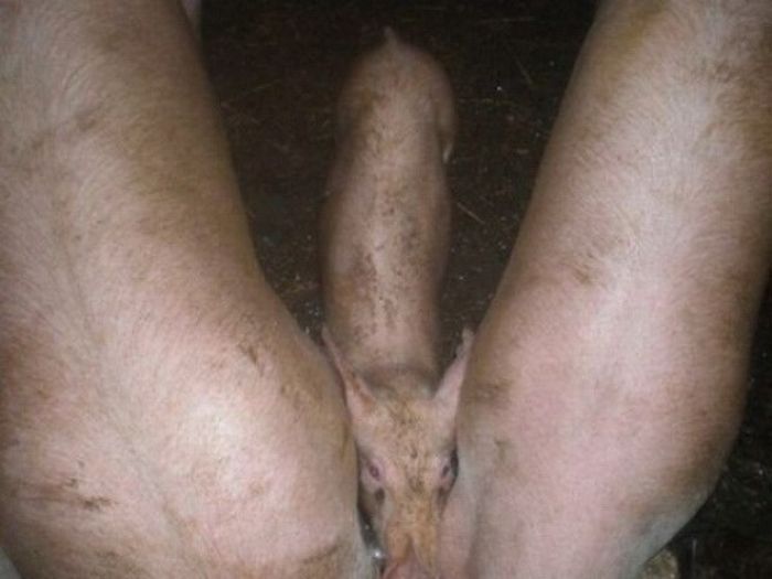 Фотоиллюзии, которые получились случайно (64 фото)