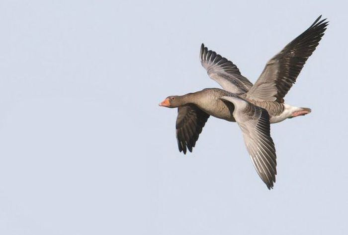 Фотоиллюзии, которые получились случайно (64 фото)