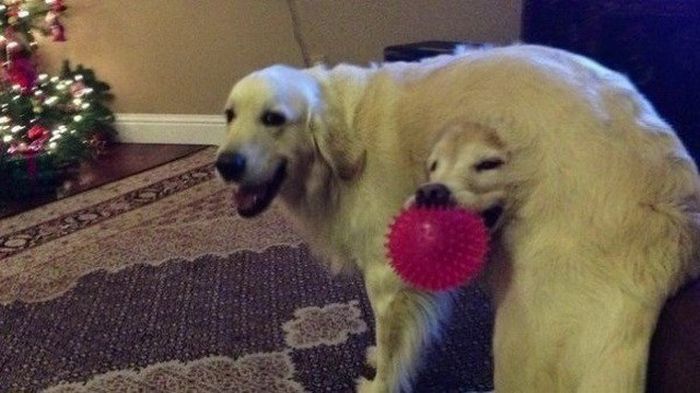 Фотоиллюзии, которые получились случайно (64 фото)