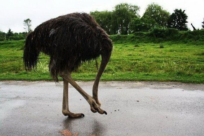 Фотоиллюзии, которые получились случайно (64 фото)