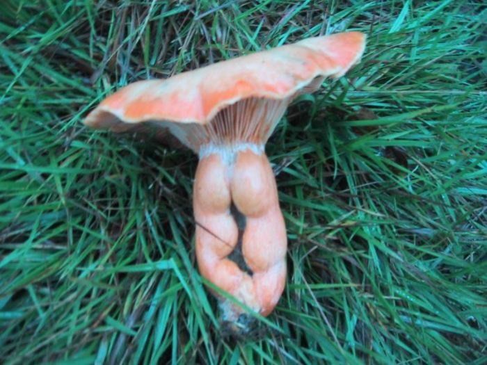 Фотоиллюзии, которые получились случайно (64 фото)