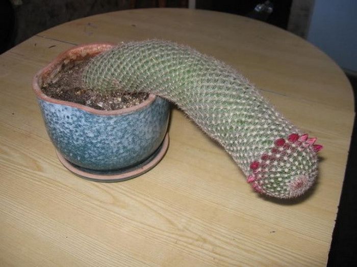 Фотоиллюзии, которые получились случайно (64 фото)