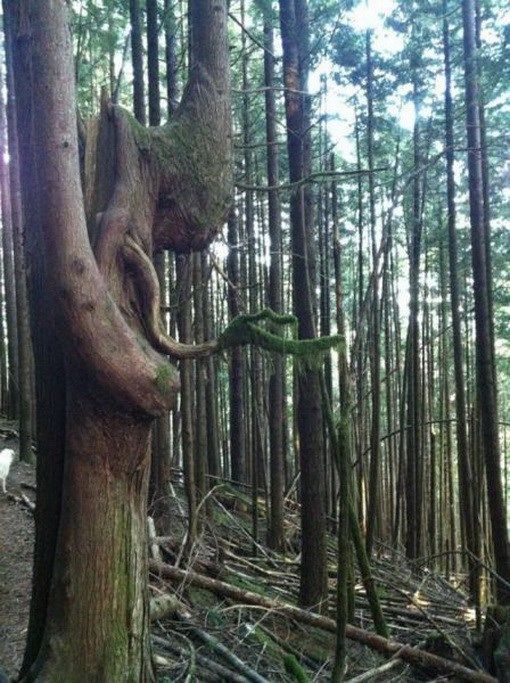 Фотоиллюзии, которые получились случайно (64 фото)