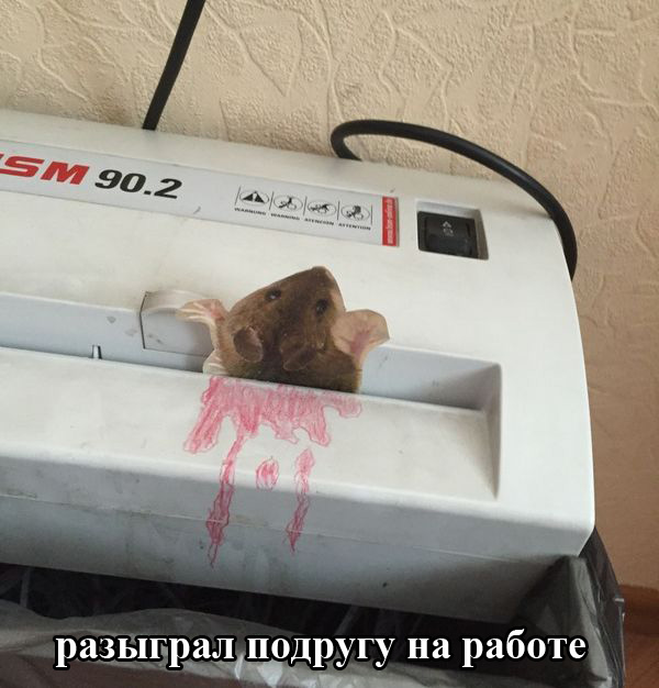 Порция картинок