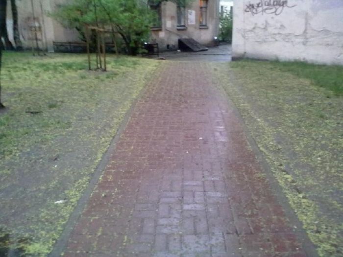 Откуда берется грязь на улицах наших городов Откуда берется грязь на улицах наших городов