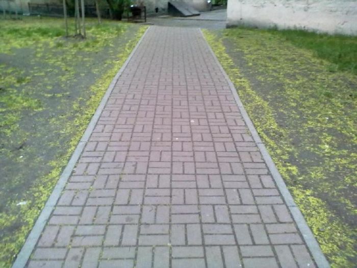 Откуда берется грязь на улицах наших городов Откуда берется грязь на улицах наших городов
