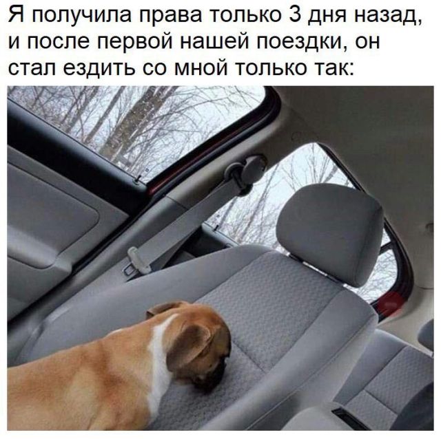 Прикольные картинки