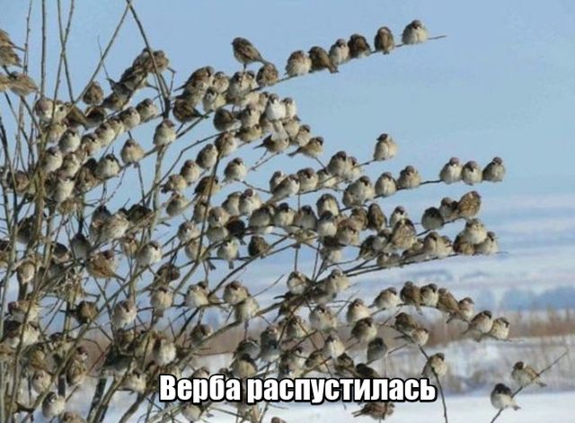 Прикольные картинки
