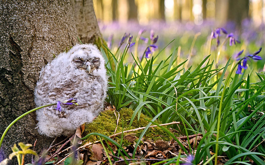 Животные в фотографиях