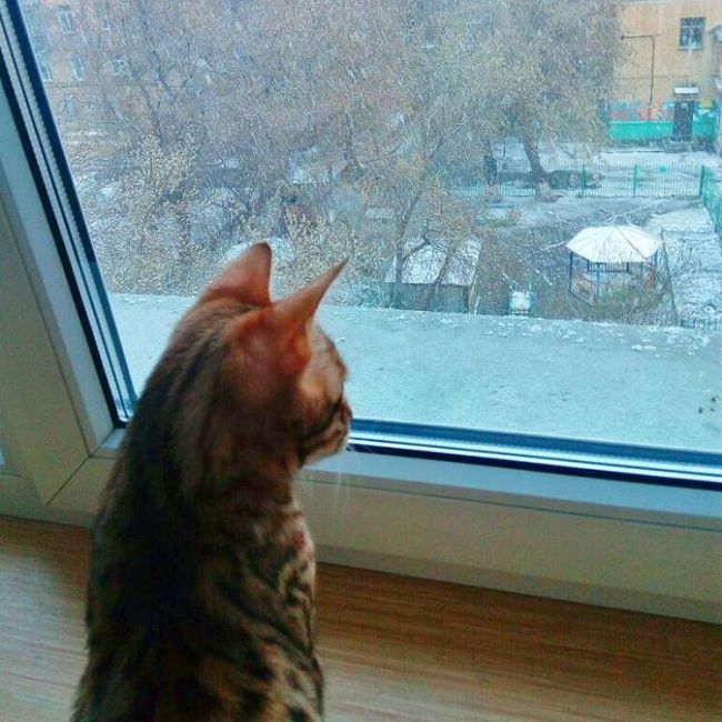 Майские снегопады в Сибири