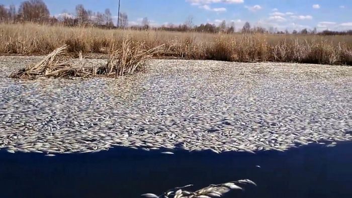 Массовая гибель рыбы в озере Кунашак в Челябинской области