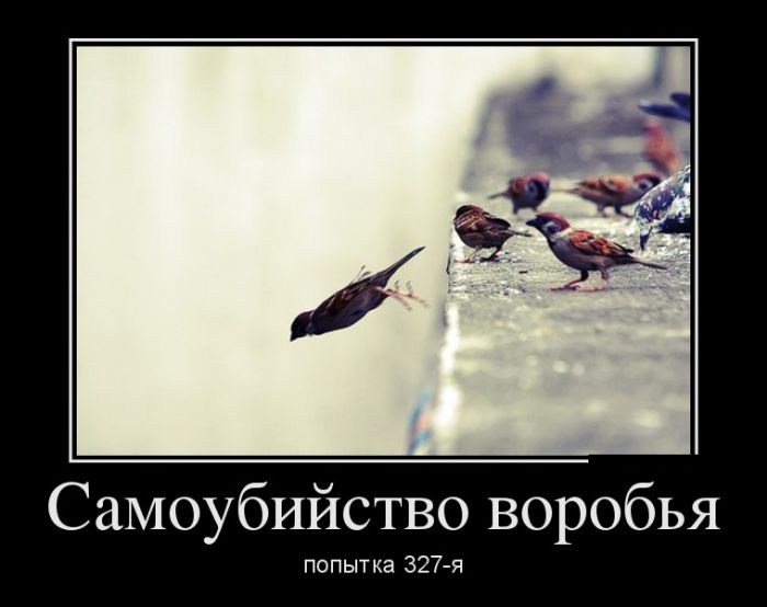 Демотиваторы
