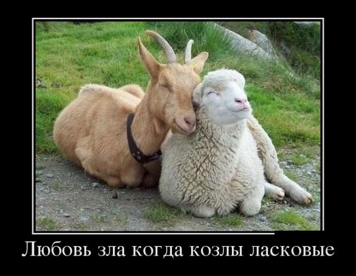 Демотиваторы
