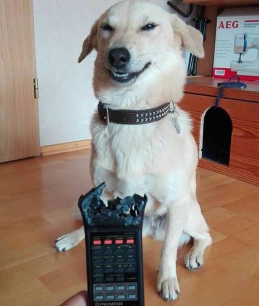 Прикольные картинки