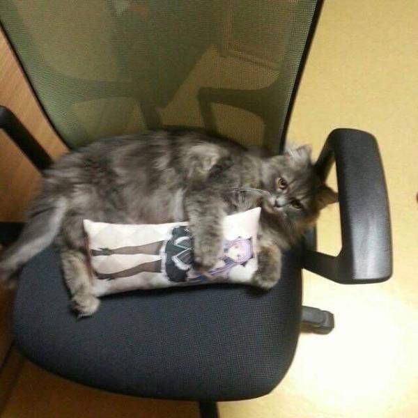 Прикольные картинки