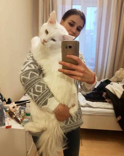 Кот породы мейн-кун стал известен благодаря крупным размерам и гетерохромии