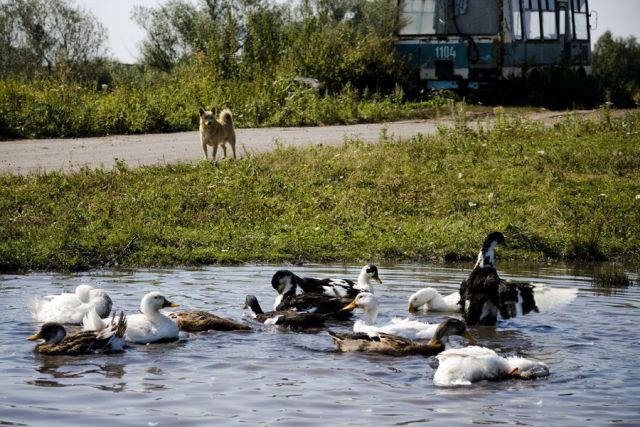 Лето в деревне