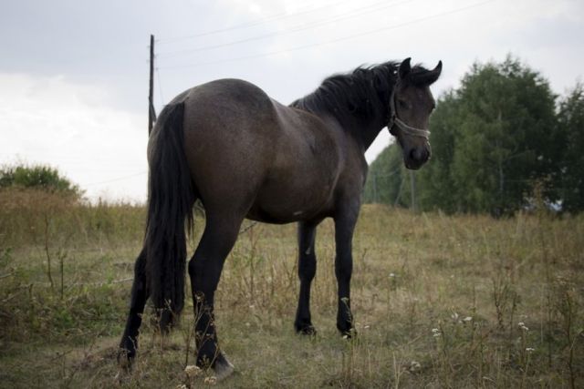 Лето в деревне