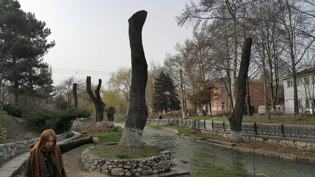 Деревья-обрубки из российских городов