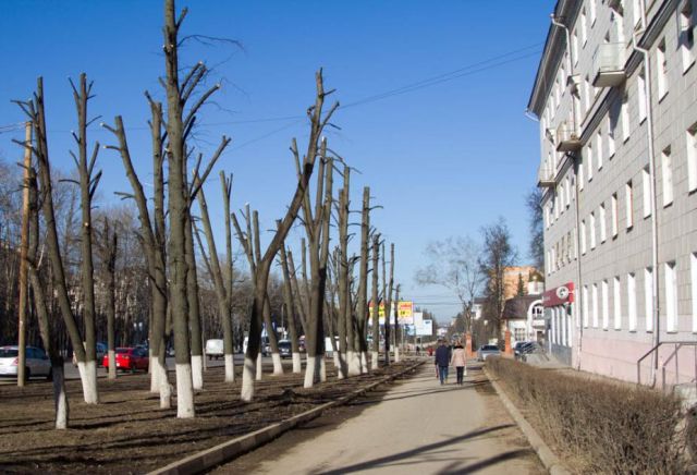 Деревья-обрубки из российских городов