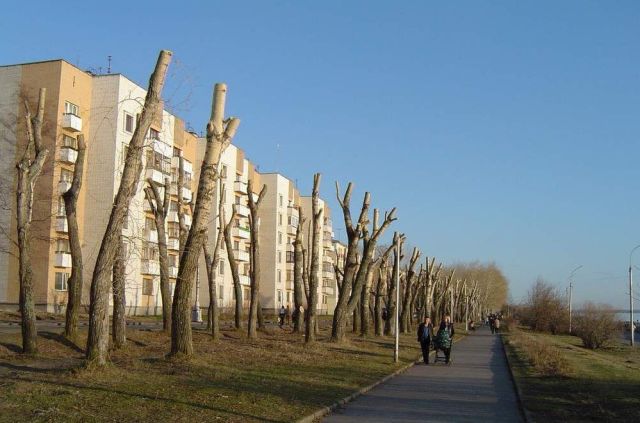 Деревья-обрубки из российских городов