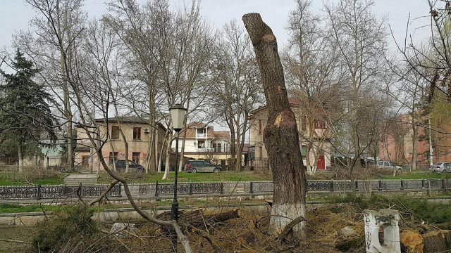 Деревья-обрубки из российских городов