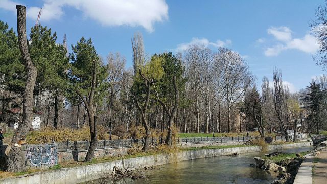 Деревья-обрубки из российских городов