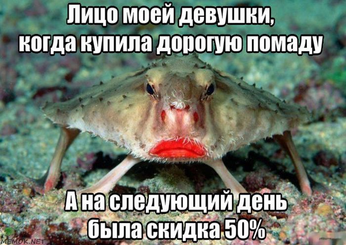 Порция картинок