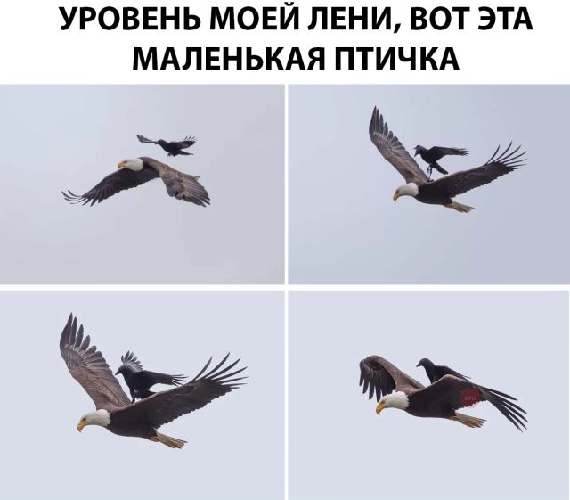 Прикольные картинки