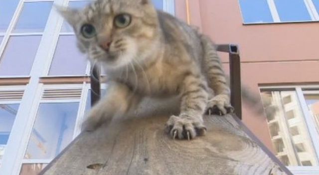 Кот получил свой персональный вход в одну из квартир в многоэтажке