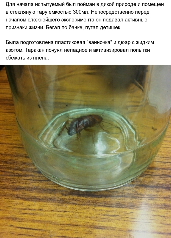 Тараканы и экстремально низкие температуры