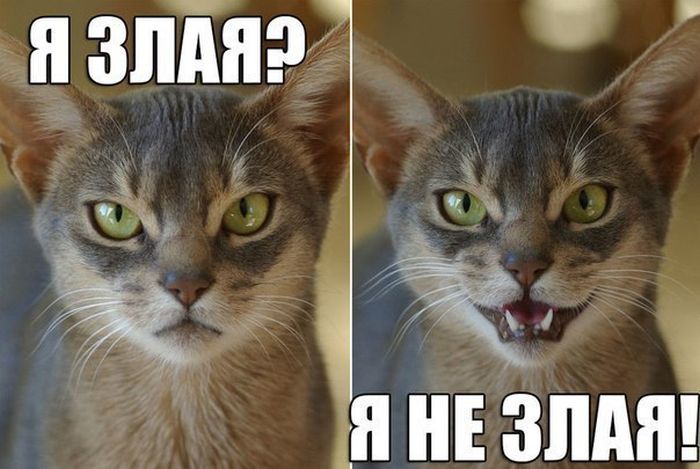 Прикольные картинки