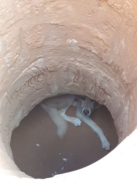 Спасение собаки
