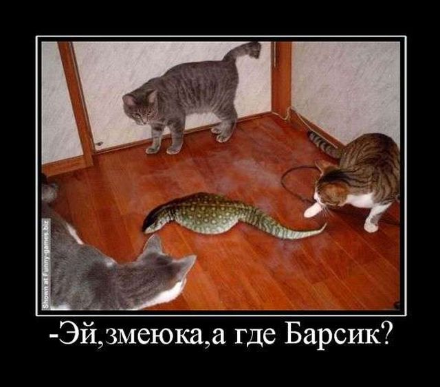 Демотиваторы