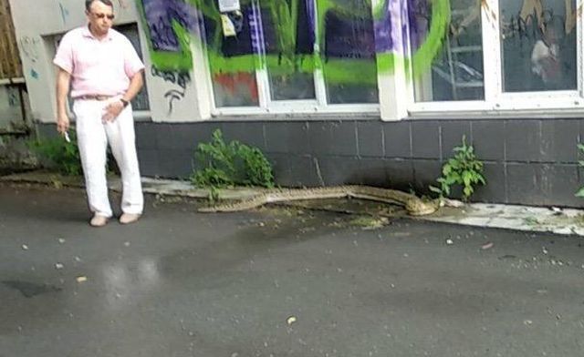 В Тюмени на улице обнаружили трехметрового питона