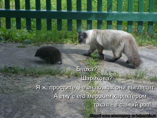Лучшие котоматрицы недели