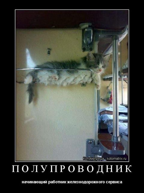Лучшие котоматрицы недели