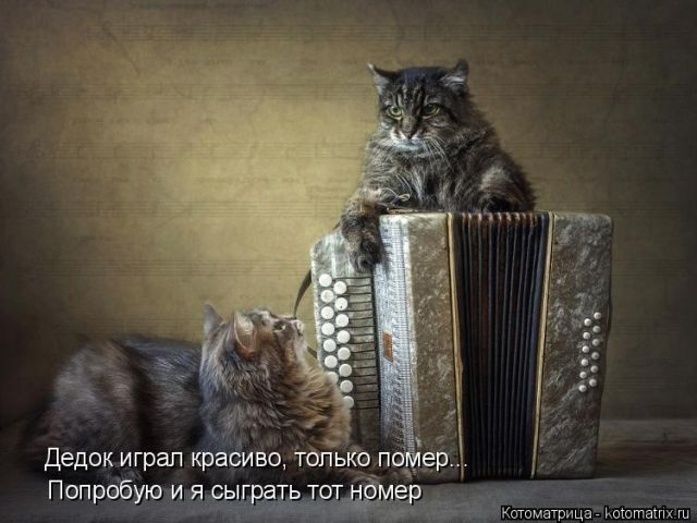 Лучшие котоматрицы недели