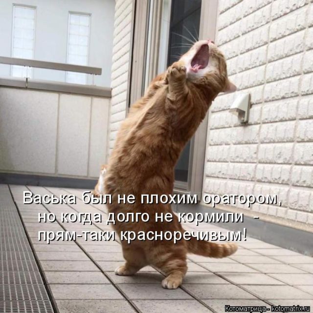 Лучшие котоматрицы недели