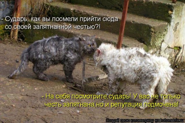 Лучшие котоматрицы недели