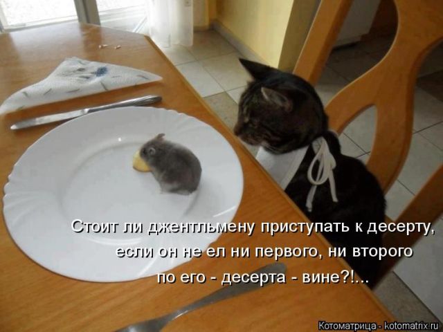 Лучшие котоматрицы недели