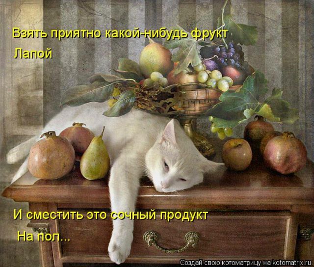 Лучшие котоматрицы недели