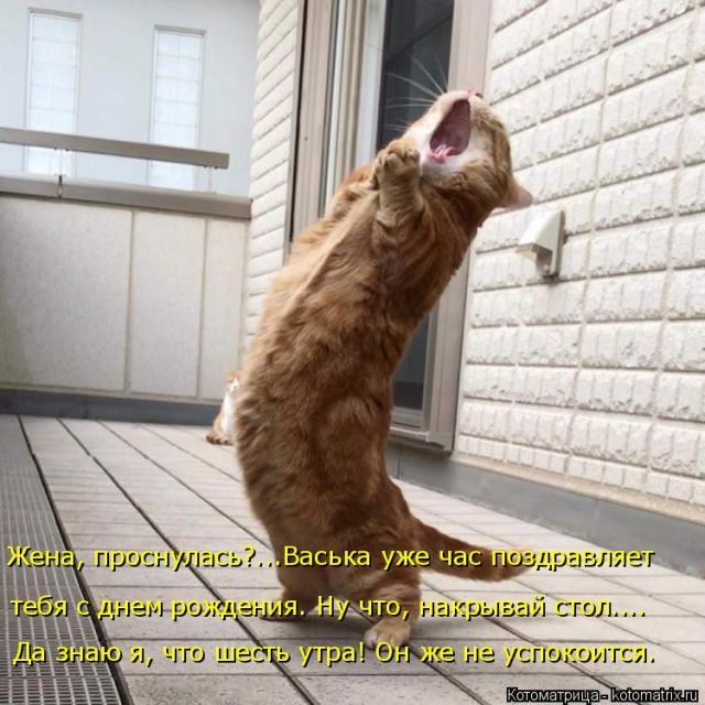 Лучшие котоматрицы недели
