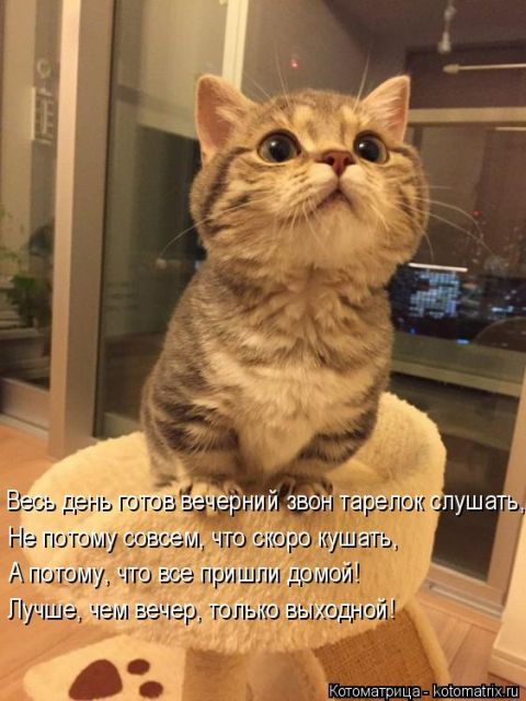 Лучшие котоматрицы недели